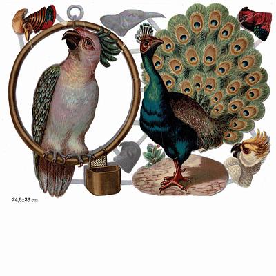 Birn Bros Peacock parrot on copy.jpg