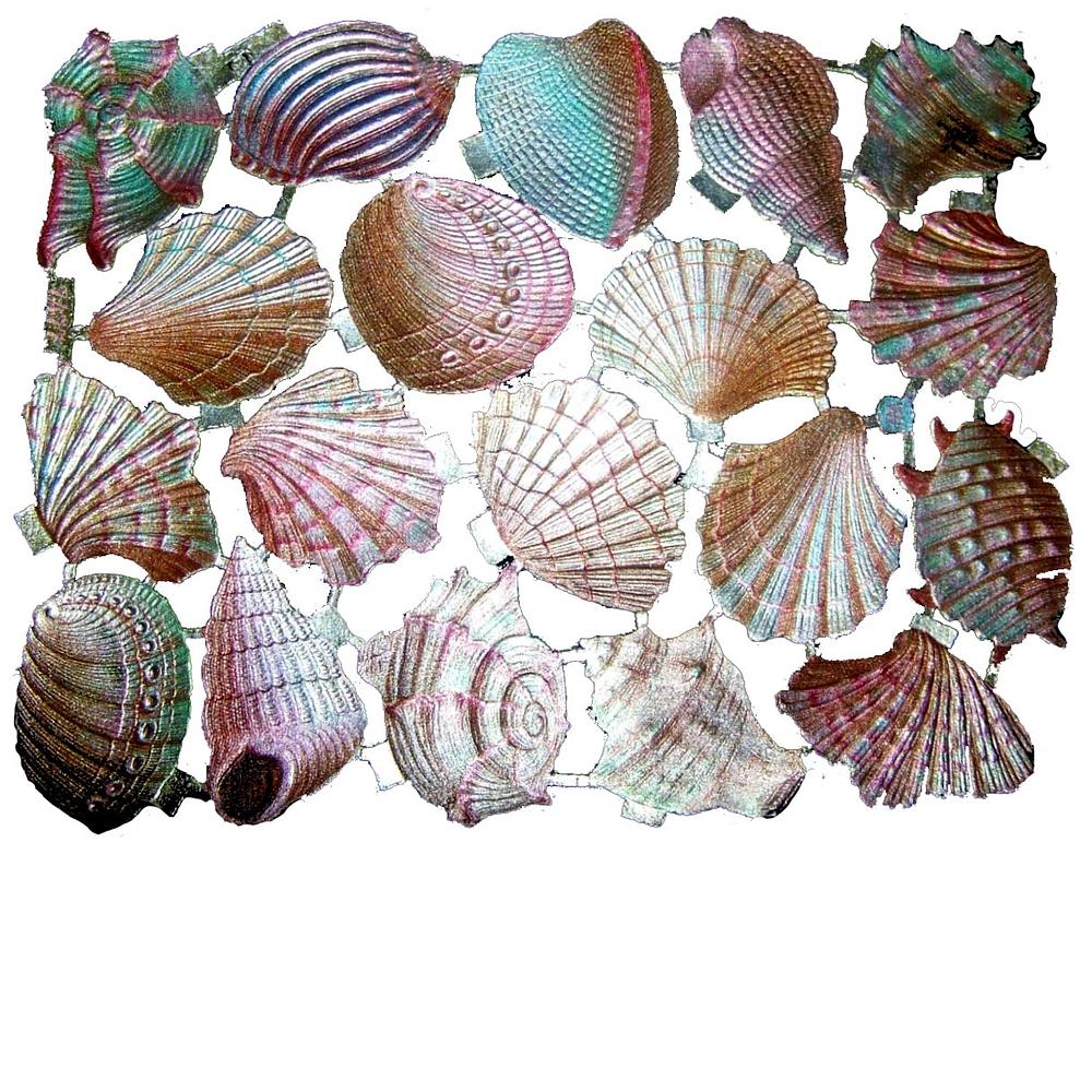 WH 7477 shells.jpg