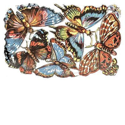 NL 3060 butterflies.jpg