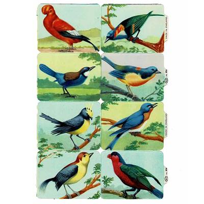 MP 894 b birds.jpg