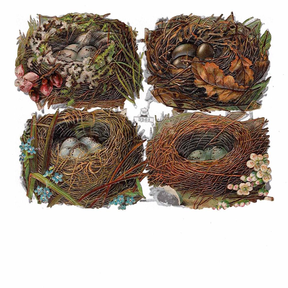 wh 3261 birds nests on copy.jpg