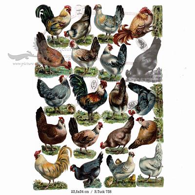 R.Tuck 738 chicken.jpg