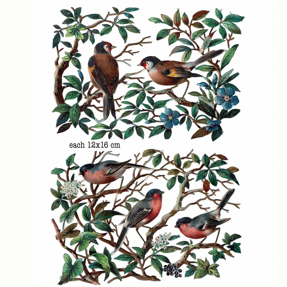 R.Tuck birds.jpg