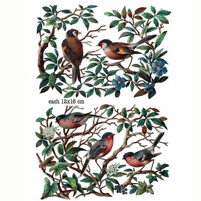 R.Tuck birds.jpg