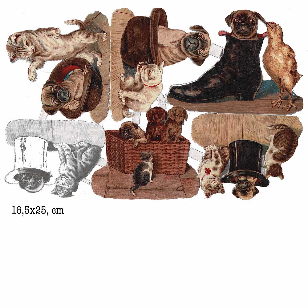 617 cats and dogs.jpg