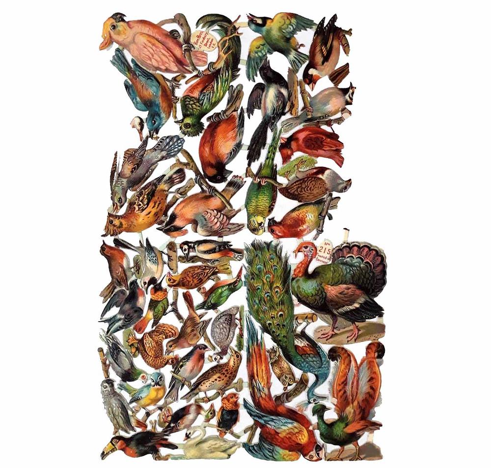 Birn Bros 215 birds 2.jpg