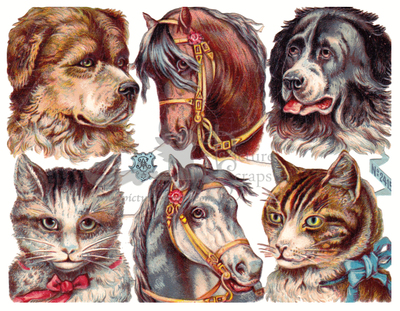 A.Radicke 2415 dogs and cats.jpg