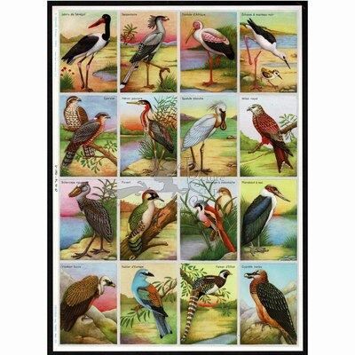 A.Arnaud 67 large birds.jpg