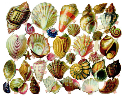 NL N Shells.jpg