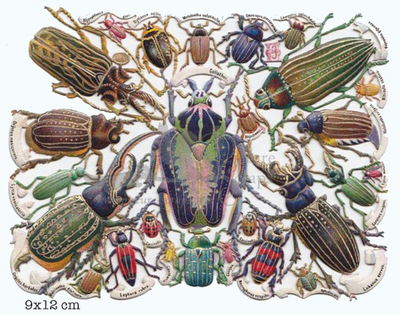 Hellriegel insects.jpg
