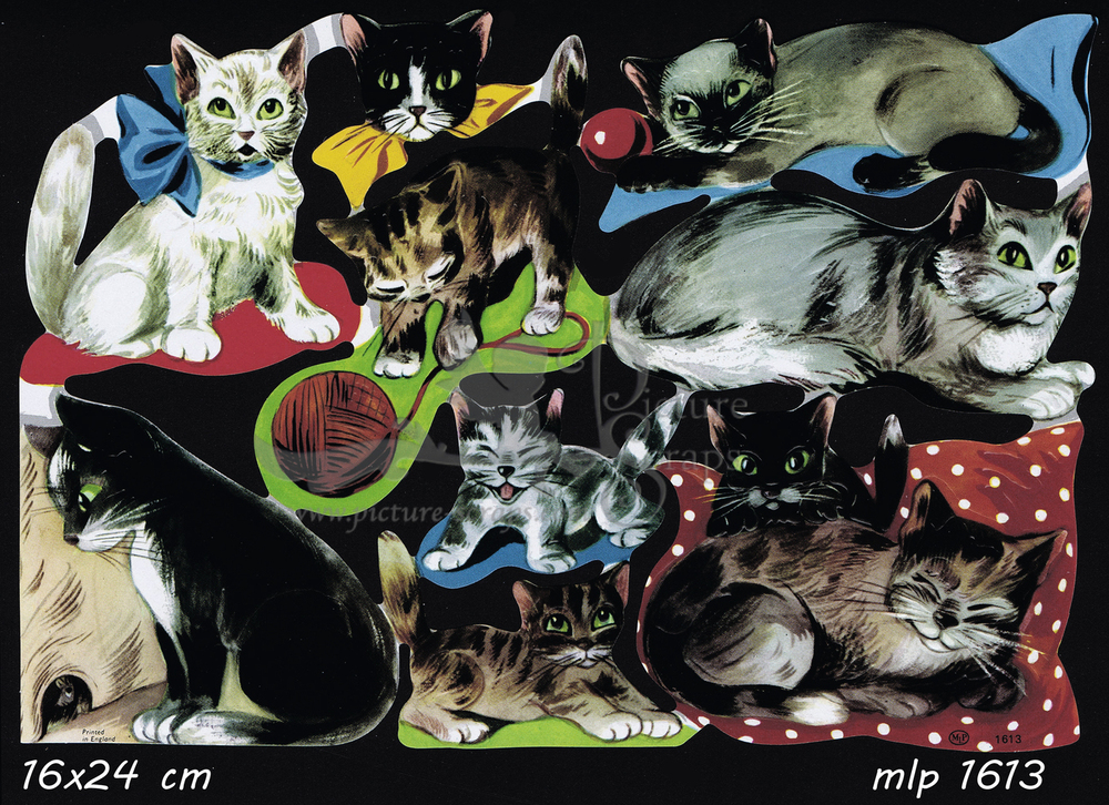 MLP 1613 cats.jpg