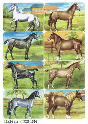 PZB 1314 a horses.jpg