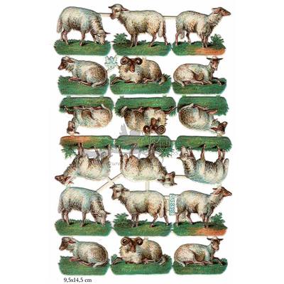 A.Radicke 5838 sheep.jpg