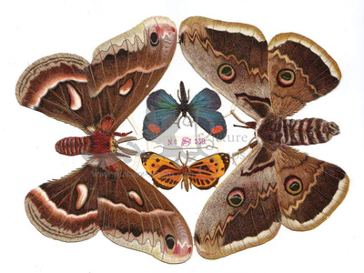 S&Co 539 butterflies.jpg