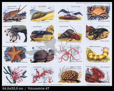 Volumetrix 47 crustaceans.jpg