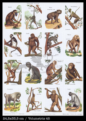 Volumetrix 45 monkeys apes.jpg