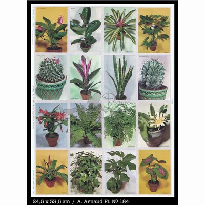 A.Arnaud 184 houseplants.jpg
