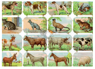 IF 1063 farm animals.jpg