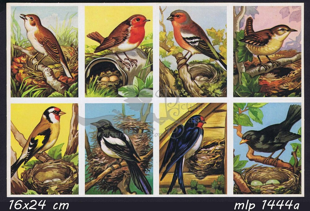 MLP 1444 a birds.jpg