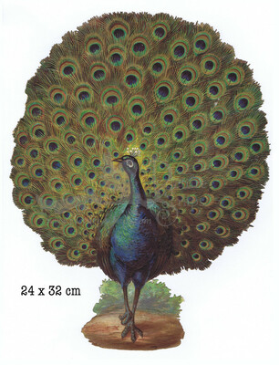 Large scrap peacock.jpg