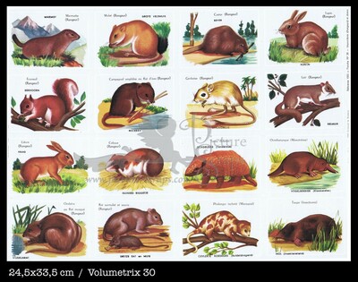 Volumetrix 30 mammals rodents.jpg
