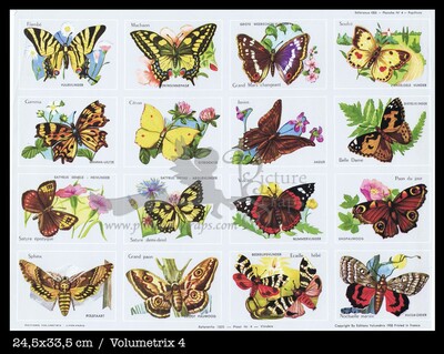 Volumetrix 4 butterflies.jpg