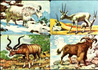 heller 358 a mountain animals square educational scraps.jpg