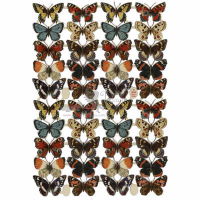 porducer unknown 885 butterflies.jpg