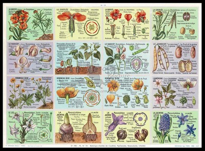 A.Arnaud 151 botany.jpg