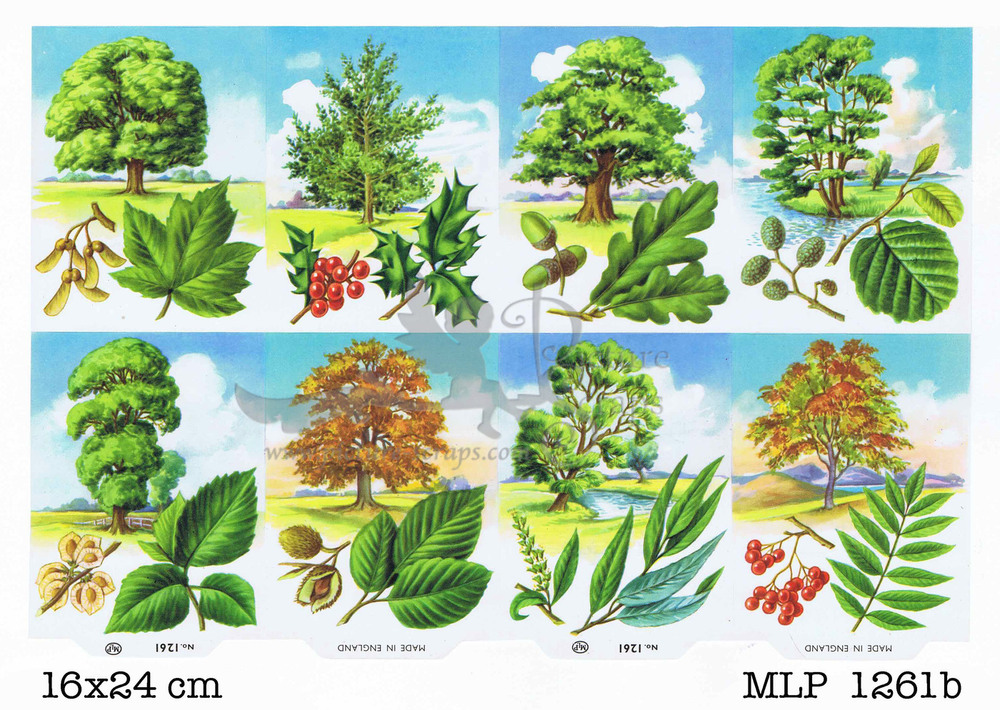 MLP 1261b trees and leaves.jpg