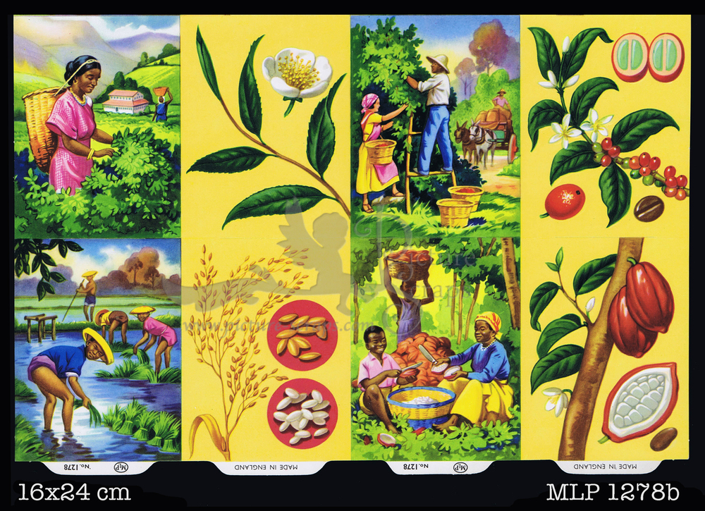 MLP 1278 b foreign seeds.jpg