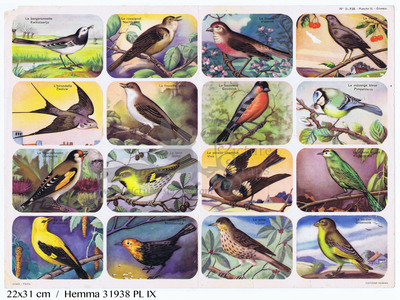 31939 PL 9 birds square educational scraps Hemma.jpg