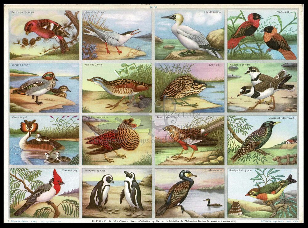 A.Arnaud 30 birds.jpg